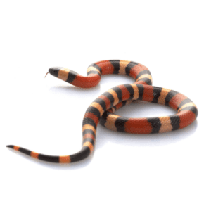CB24 APRICOT Pueblan Milk Snake