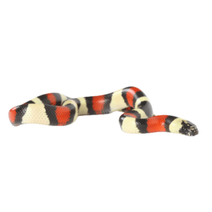 CB24 Pueblan Milksnake
