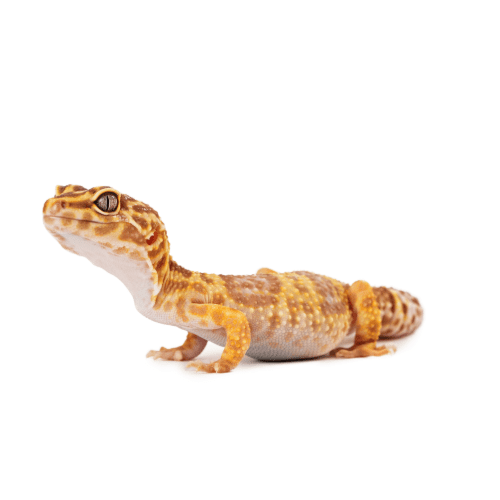 CB ALBINO Leopard Gecko