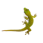 CB B Grade Giant Madagascan Day Gecko