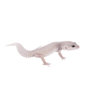 CB BLAZING BLIZZARD Leopard Gecko