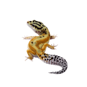 CB JUNGLE DESIGNER Leopard Gecko