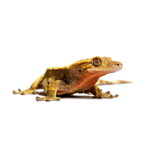 CB Crested Gecko