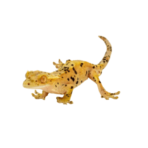 CB DALMATIAN Crested Gecko