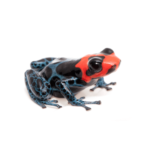 CB Blessed Poison Arrow Frog
