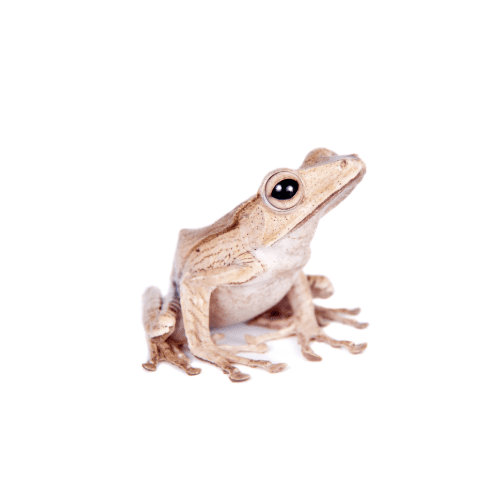 CB File Eared Frog