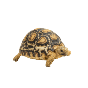 CB24 Leopard Tortoise
