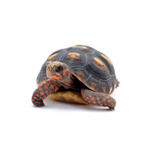 CB24 Red Foot Tortoise