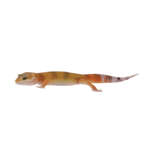 CB HYPO Leopard gecko