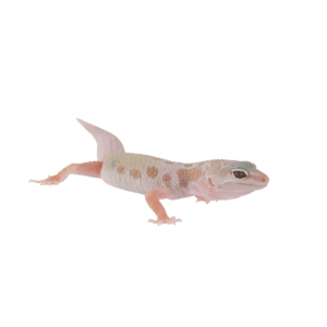CB ALBINO LEUCISTIC Leopard Gecko