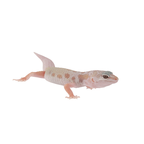 CB ALBINO LEUCISTIC Leopard Gecko