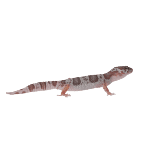 CB MACK SNOW ALBINO Leopard Gecko