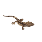 CB Pinstripe Crested Gecko