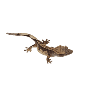 CB Pinstripe Crested Gecko