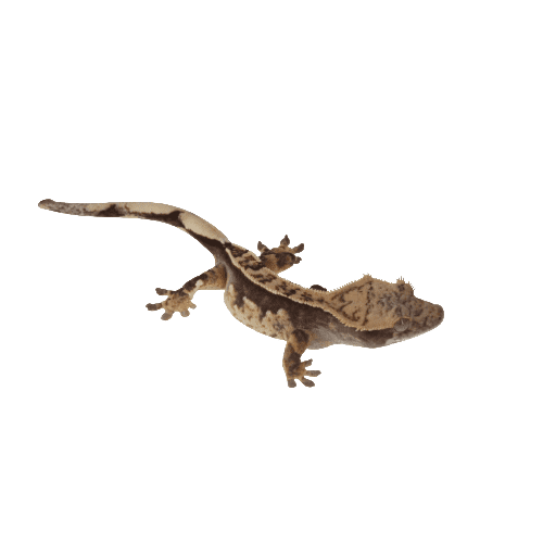 CB Pinstripe Crested Gecko - PB