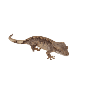 CB FLAME Crested Gecko