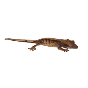 CB Harlequin Crested Gecko - PB