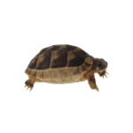 CB25 Marginated Tortoise (Microchipped)