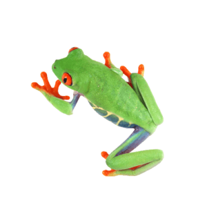 CB Red Eye Tree Frog