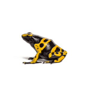 CB Yellow & Black Poison Arrow Frog