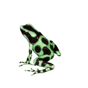 CB Green & Black Poison Arrow Frog
