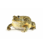 CB Giant African Bullfrog