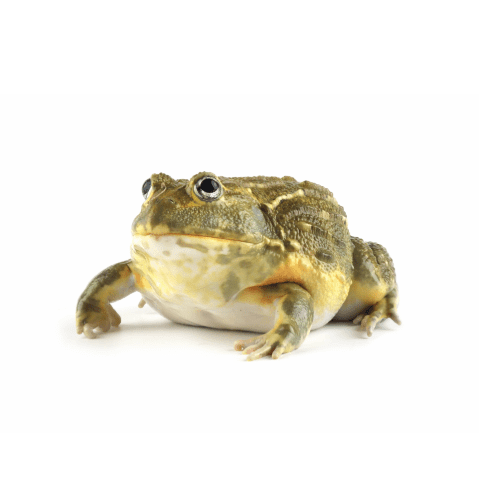 CB Giant African Bullfrog