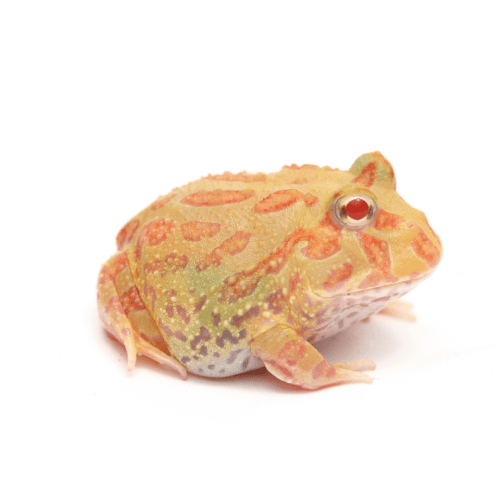 CB Albino Horned Frog