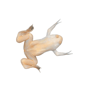 CB Albino African Clawed Frog