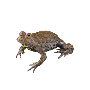 CB Giant Fire Bellied Toad 'B Type'