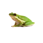 WC American Green Treefrog