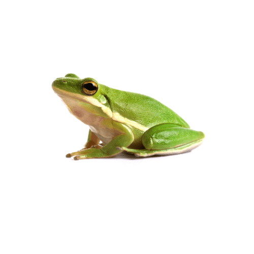 WC American Green Treefrog