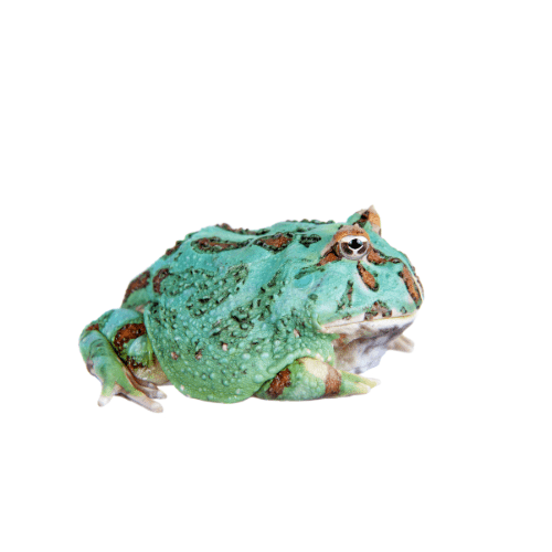 CB Samurai Blue Horned Frog