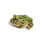 CB Green Horned Frog