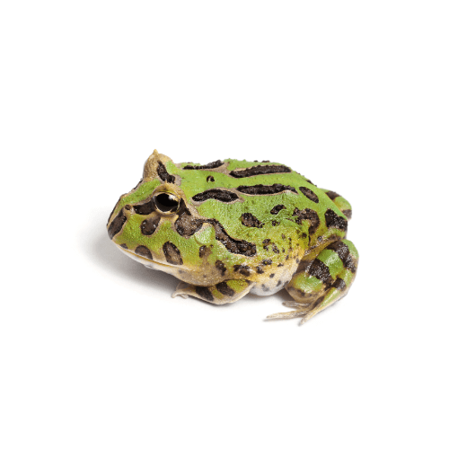 CB Green Horned Frog