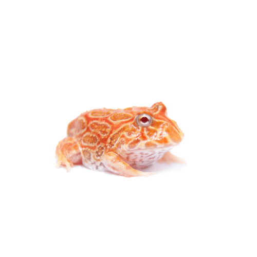 CB Apricot Horned frog