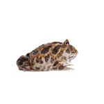 CB Coffee Horned Frog