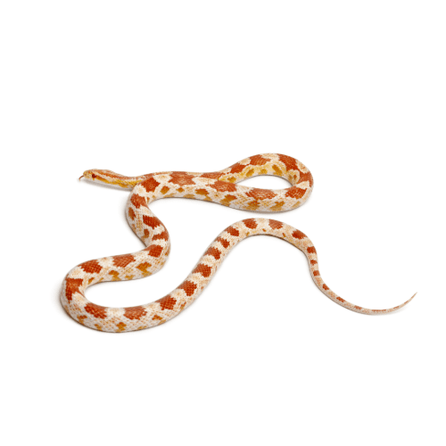 CB25 Reverse Okeetee Corn Snake