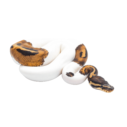 CB25 PIED Royal Python