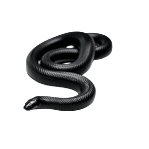 CB25 Mexican Black Kingsnake