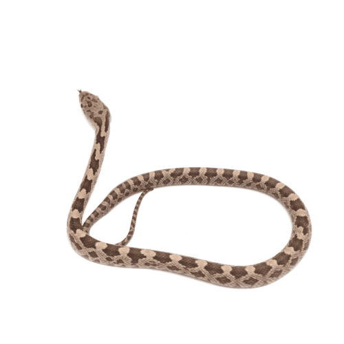 CB24 Everglades Rat Snake
