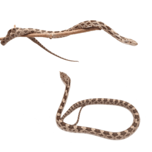CB23 1:1 Het Scaleless Everglades Rat Snake