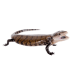 CB Northern Blue Tongue Skink
