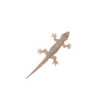 CB Asian House Gecko
