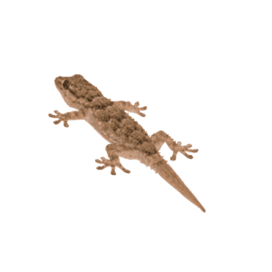 CB B-GRADE White Spot Gecko