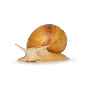 CB White Jade Giant African Land Snail