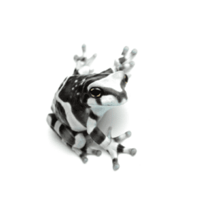 CB Amazon Milk Frog