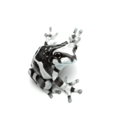 CB Amazon Milk Frog