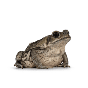 WC Cane Toad