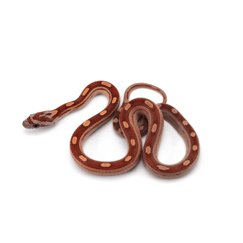 CB25 Snow Motley Corn Snake
